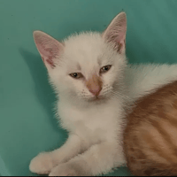 Charly, chat à adopter