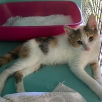 VENETIE, chatte à adopter