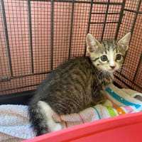 OUGANDA, chatte à adopter