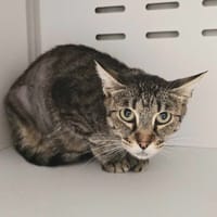 BELLISSIMA, chatte à adopter
