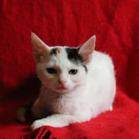 LOLLY HAB17751, chatte à adopter