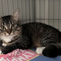 KALI, chat à adopter