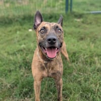 BADABASS, chien à adopter