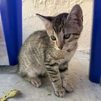 Soja, chatte à adopter