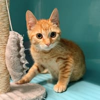 SPAROUX, chat à adopter
