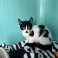 BABI, chatte à adopter