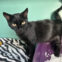 TATI, chatte à adopter