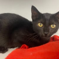 tacos, chat à adopter