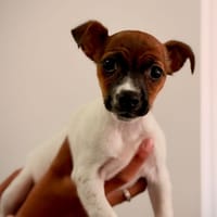 ESPOIR, chienne à adopter