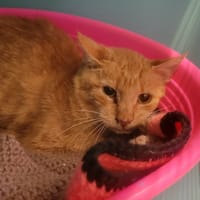 Tourniquet, chat à adopter