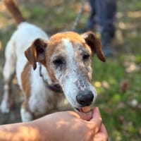 Xerox, chien à adopter