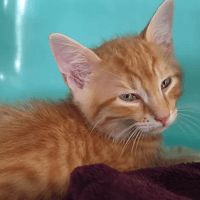Caramel, chat à adopter