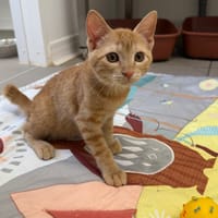 Rikiki, chatte à adopter