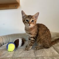 ROUQUINE, chatte à adopter