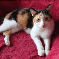 ESTER, chatte à adopter
