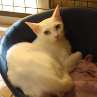 CHRYSALIS, chatte à adopter