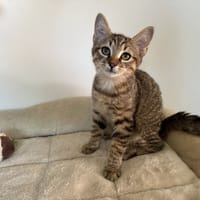GRIZOU, chat à adopter