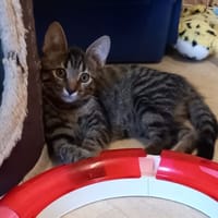 BILLY, chatte à adopter