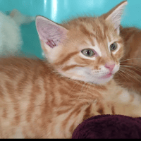 Scotch, chat à adopter