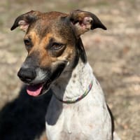 ALKA, chienne à adopter
