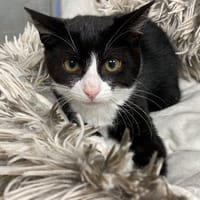PABLITO, chat à adopter