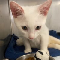 alexis, chat à adopter