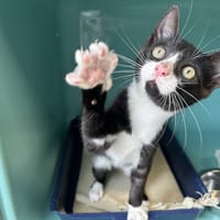 BROWNIE, chat à adopter