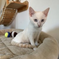 BLANCHETTE, chatte à adopter