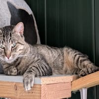 BALKAN, chat à adopter