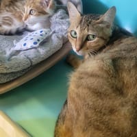 apple jack, chatte à adopter