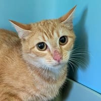Aurore, chatte à adopter