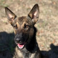 LOU, chienne à adopter