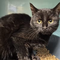 anon dit soraya, chatte à adopter