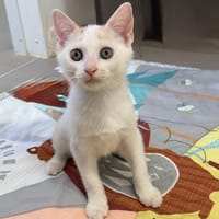 Mangoustan (EN COURS D’ADOPTION), chat à adopter