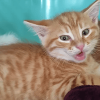 Tango, chat à adopter