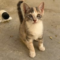 Maracuja, chatte à adopter