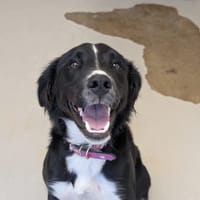 KALINA, chienne à adopter
