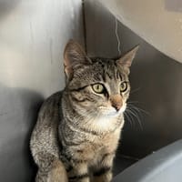 Tuesday, chatte à adopter