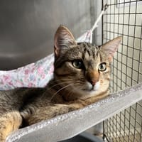 Gustave, chat à adopter