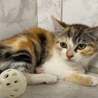javotte, chatte à adopter