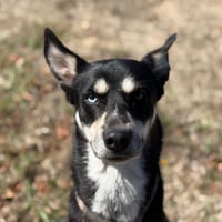 UZY, chienne à adopter