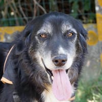 CYCLONE, chien à adopter