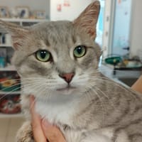 Toopac, chat à adopter