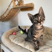 ZEBRA, chat à adopter