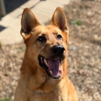 Shakra, chienne à adopter