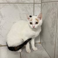 OLYA, chatte à adopter