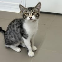 Klaxon, chat à adopter