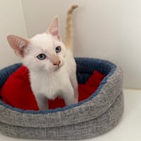 Melon, chat à adopter