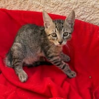 Simili, chat à adopter