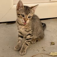 Seitan, chat à adopter